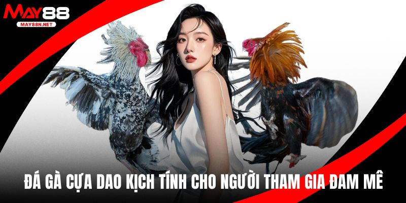 Đá gà cựa dao